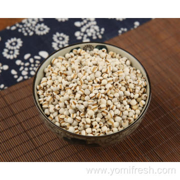 Coix Seed Grain